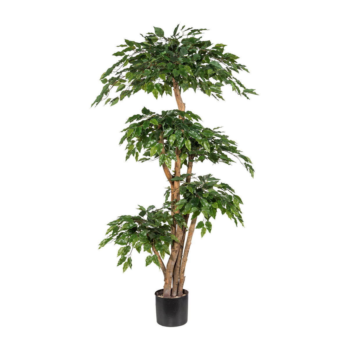 UMĚLÁ ROSTLINA fikus benjamín 170 cm - černá/zelená, Basics, plast (170cm) - P & B