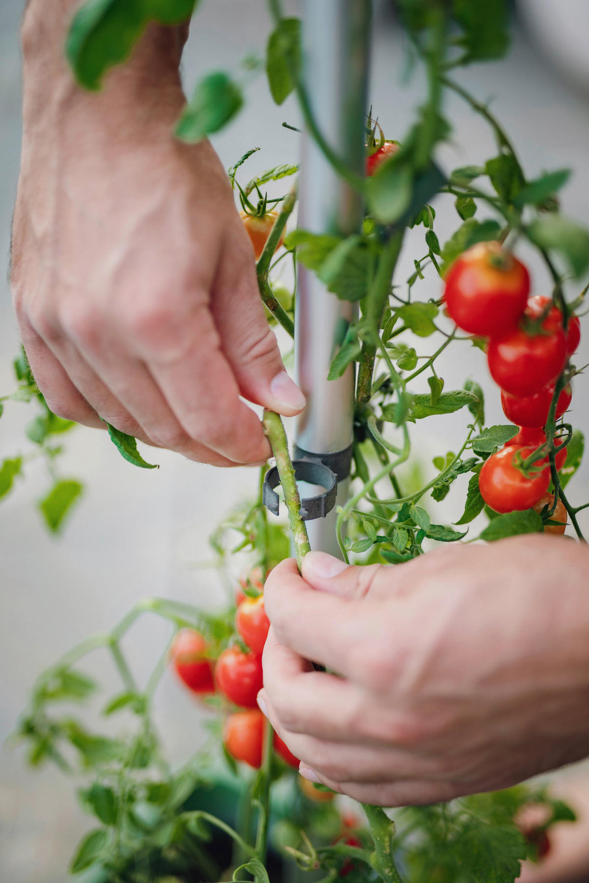 PFLANZENTOPF  TOM TOMATO  - Hellgrau, Basics, Kunststoff (34,7/135,4/27,7cm) - Gusta Garden