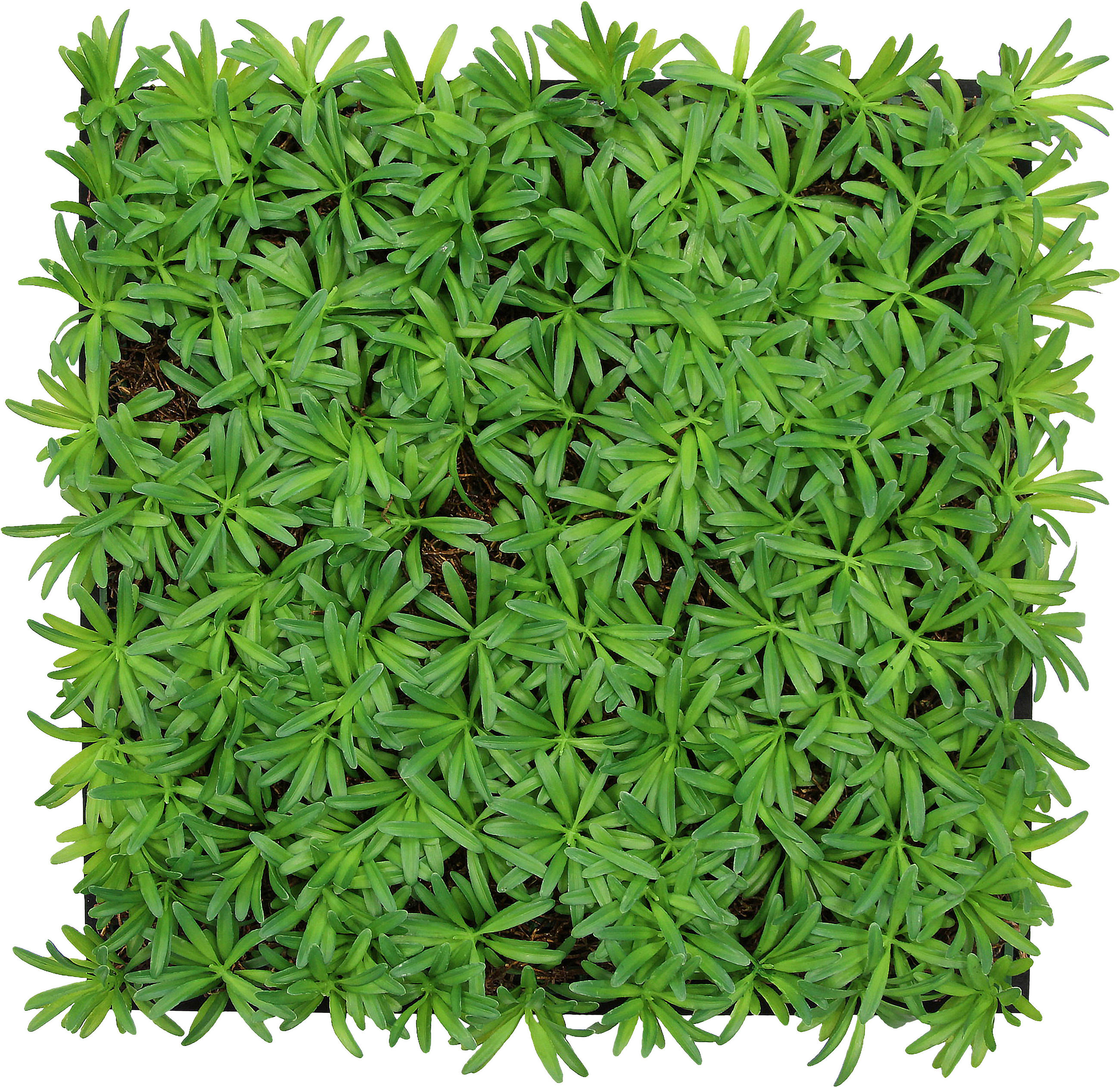 AKUSTIKPANEEL Modular Wall System Nature Design Flora 52/52/5 cm  - KONVENTIONELL (52/52/5cm) - Jangal