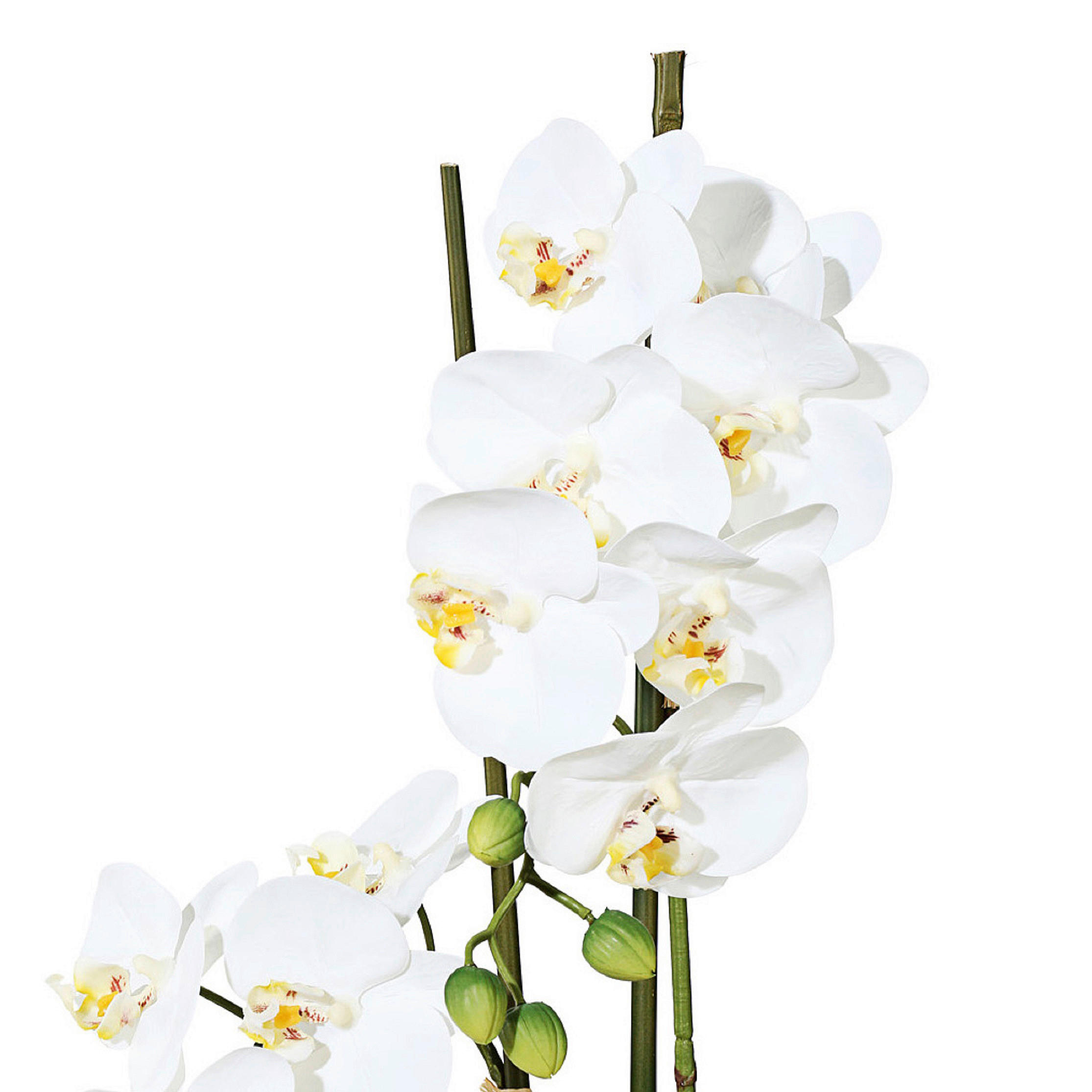 KUNSTPFLANZE Orchidee 50 cm  - Weiß/Grün, Design, Keramik/Kunststoff (50cm) - P & B