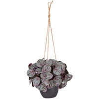 KUNSTPFLANZE 20 cm  - Rot/Schwarz, Basics, Kunststoff (20cm)