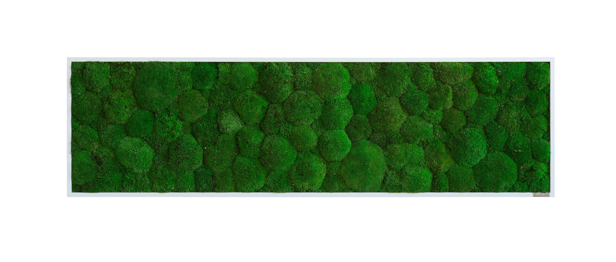 MOOSBILD Stylegreen  - Weiß/Grün, Basics, Naturmaterialien/Holz (140/40/7cm)