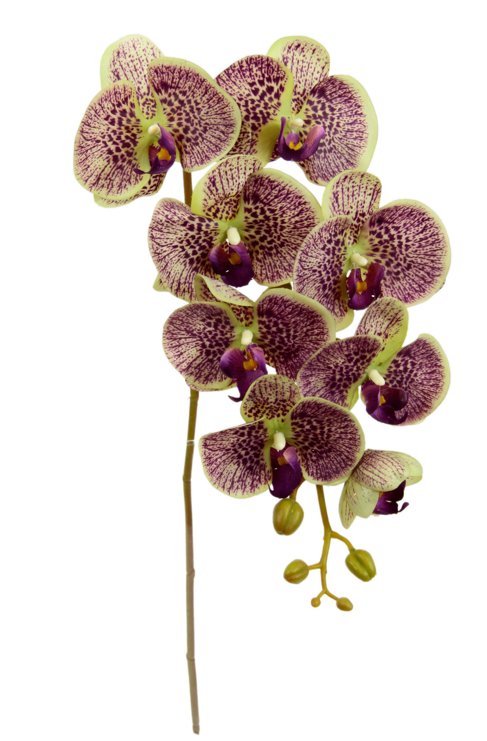 ORCHIDEE  - Mauve, Basics, Textil (76cm)