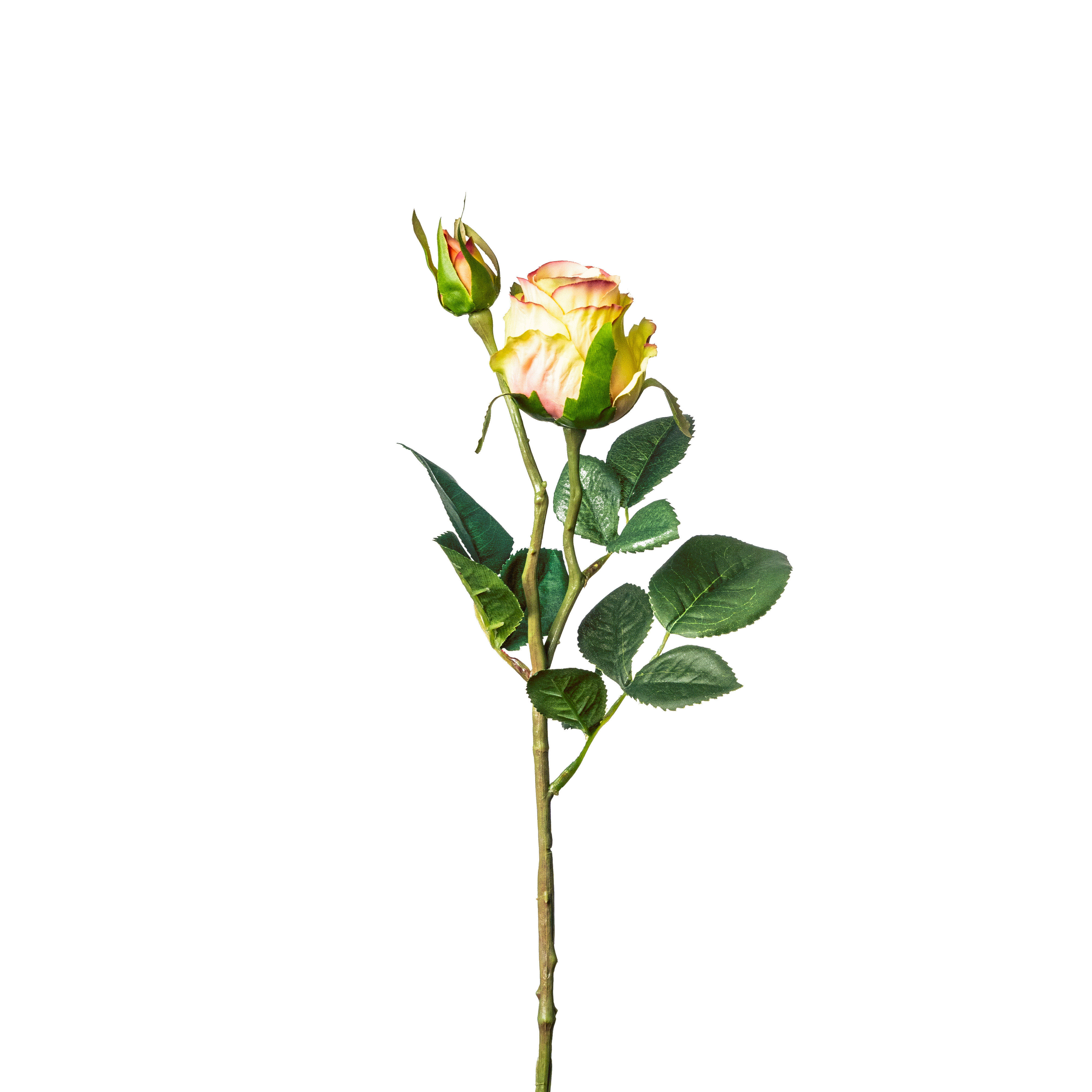 ROSE Rose  - Creme/Grün, Basics, Kunststoff (45cm)