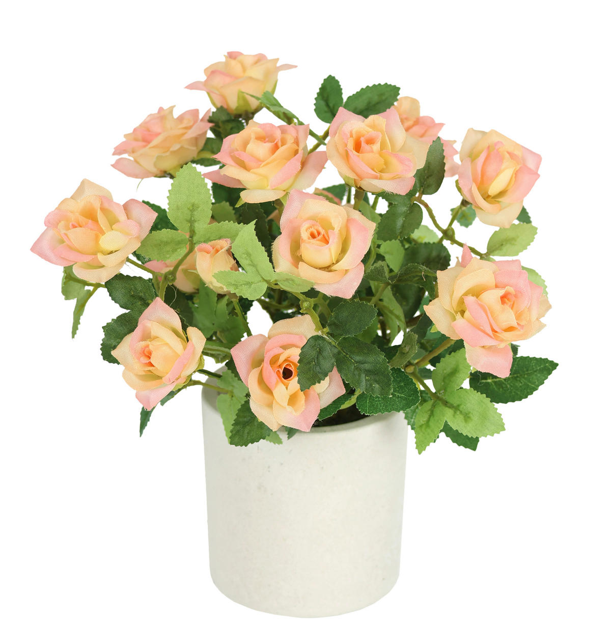 ROSENBUSCH  - Hellrosa, Basics (18/21cm)