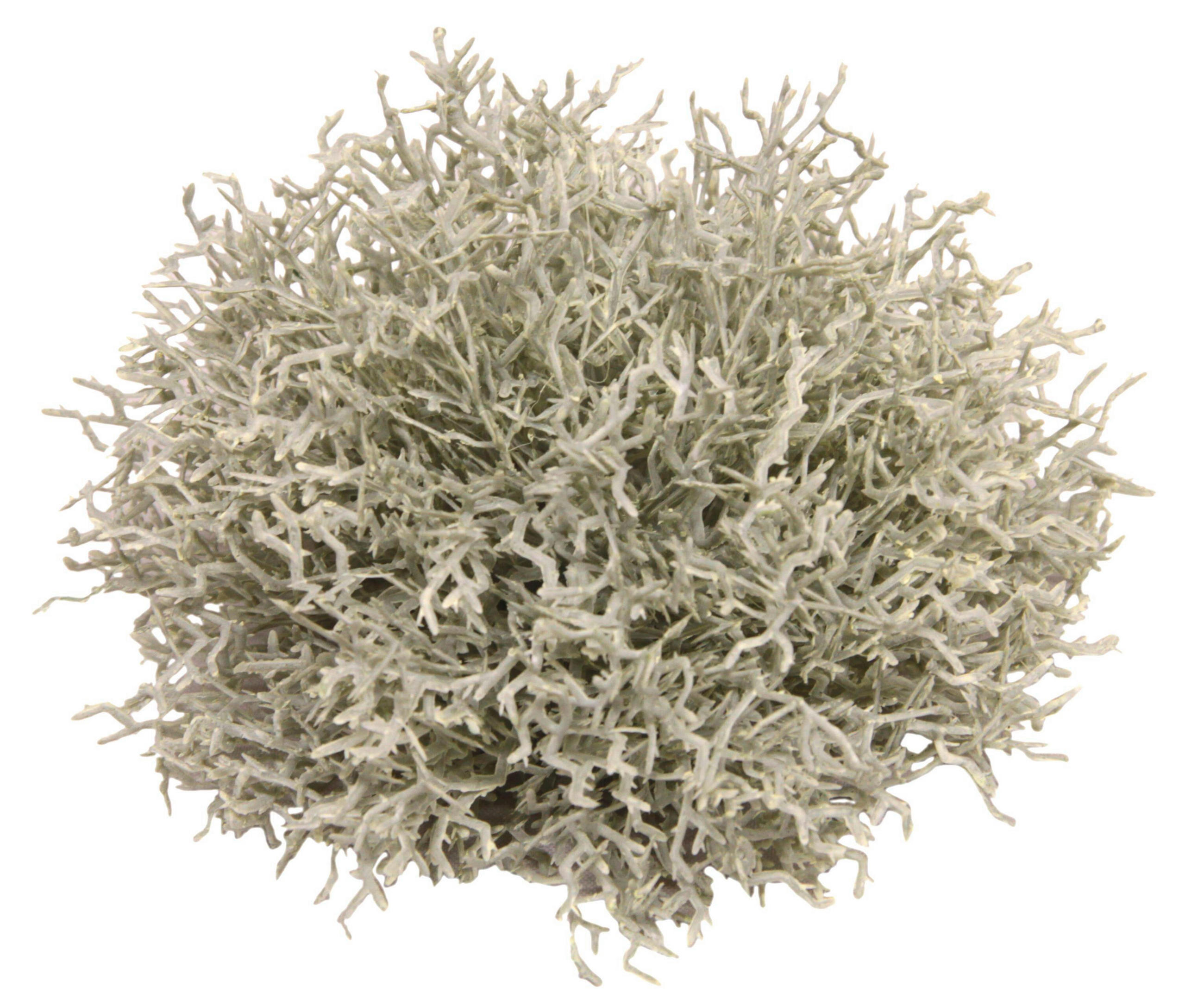 GRASKUGEL  - Basics (14cm)