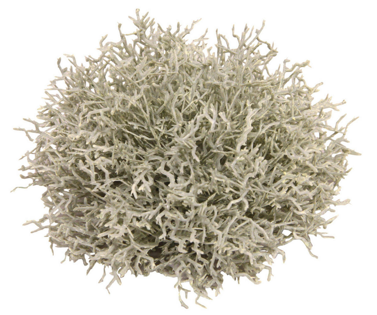 GRASKUGEL  - Basics (14cm)