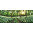 GLASBILD - Multicolor, Natur, Glas (30/80/1,40cm) GLASBILD - Multicolor, Natur, Glas (30/80/1,40cm)