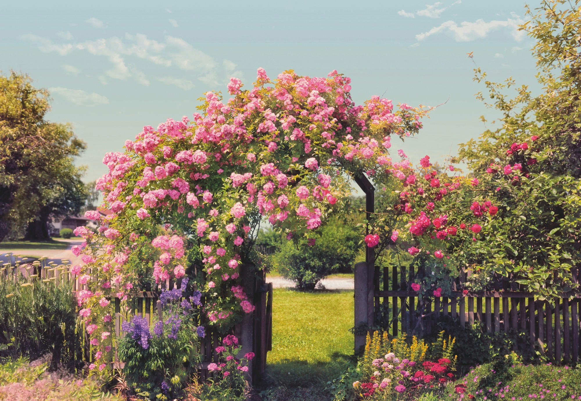 Komar Fototapete Rose Garden Mehrfarbig 368x254 cm