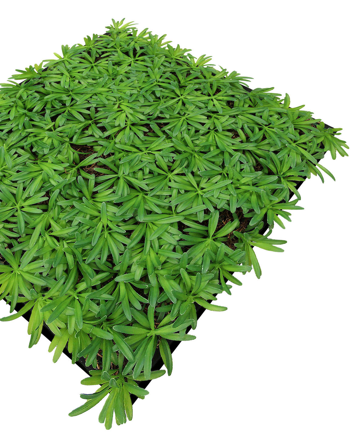 AKUSTIKPANEEL Modular Wall System Nature Design Flora 52/52/5 cm  - KONVENTIONELL (52/52/5cm) - Jangal