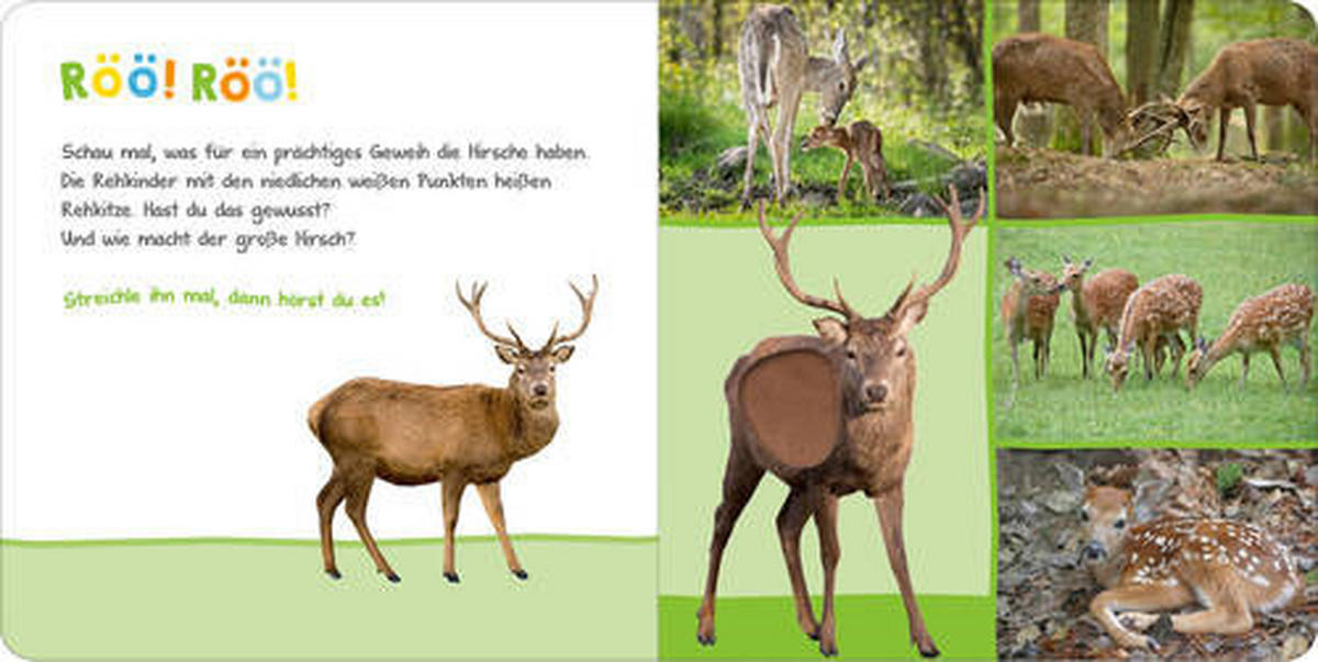 SOUNDBUCH - Basics (19,5/19,3/1,8cm) - Carlsen