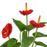 KUNSTBLUME Anthurie - Rot/Grün, Kunststoff (40cm) KUNSTBLUME Anthurie - Rot/Grün, Kunststoff (40cm)