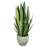 KUNSTPFLANZE Sukkulente 80 cm  - Gelb/Grau, Design, Kunststoff (80cm) - P & B