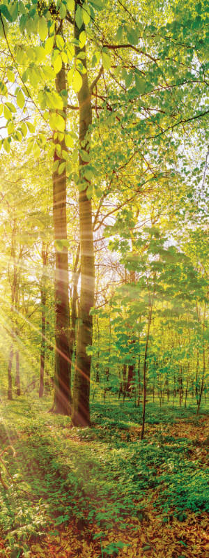 Euroart MALBA NA PLÁTNĚ, krajina a příroda, 30/80/3 cm