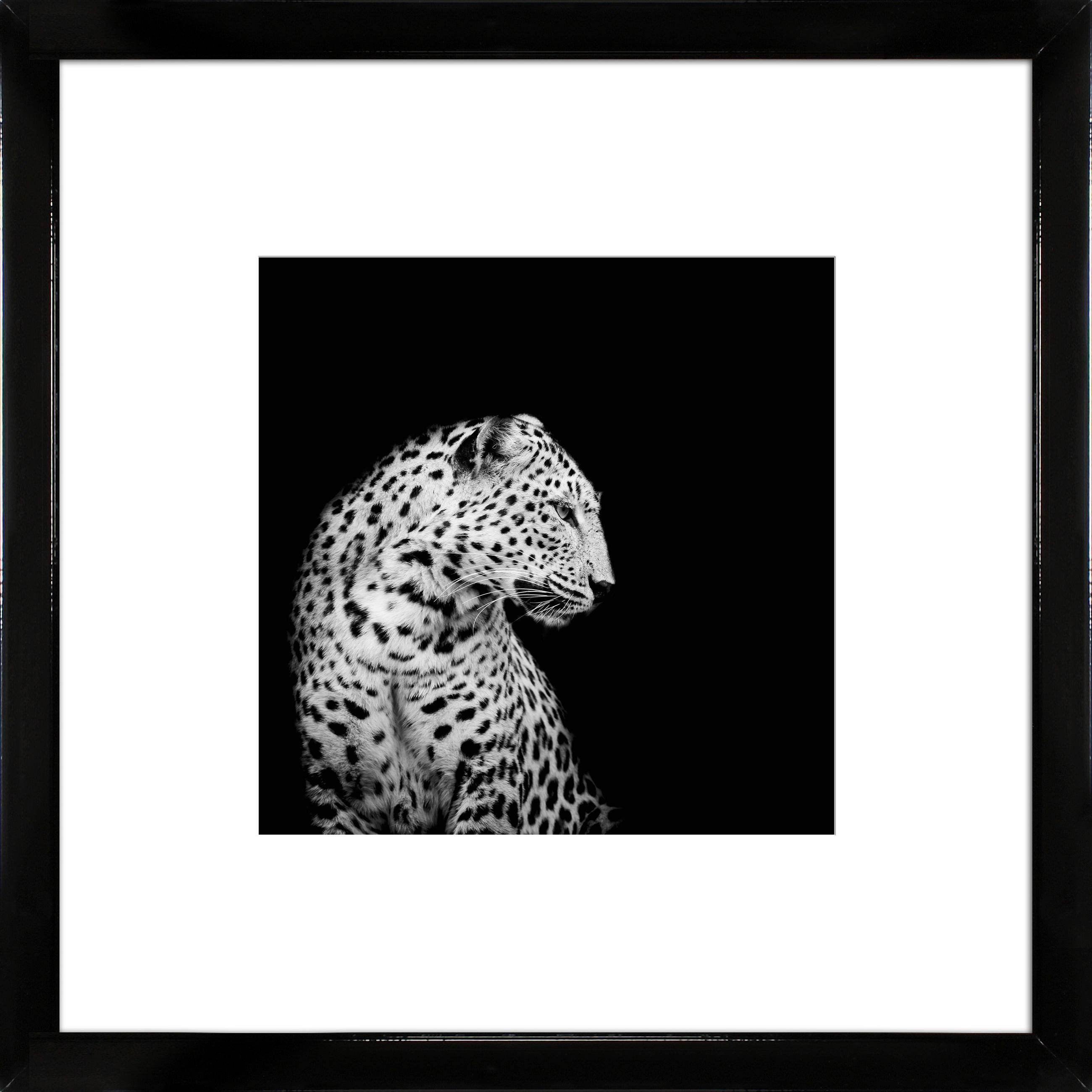 KUNSTDRUCK Tiere 55/55/1,5 cm  - Schwarz Hochglanz/Schwarz, Basics, Holz (55/55/1,5cm)