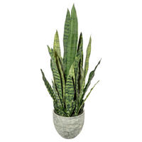 KUNSTPFLANZE Sukkulente 70 cm  - Gelb/Grau, Design, Kunststoff (70cm) - P & B