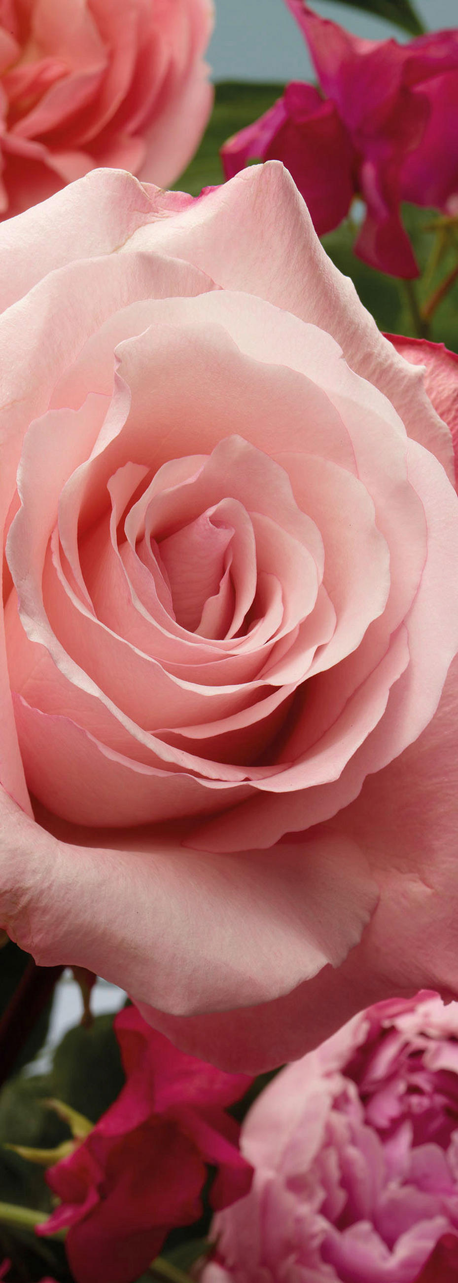 NON WOVEN-TAPET 100/280 cm  - rosa, Basics (100/280cm) - Komar