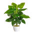 KUNSTPFLANZE Philodendron - Grün, Kunststoff (50cm) KUNSTPFLANZE Philodendron - Grün, Kunststoff (50cm)