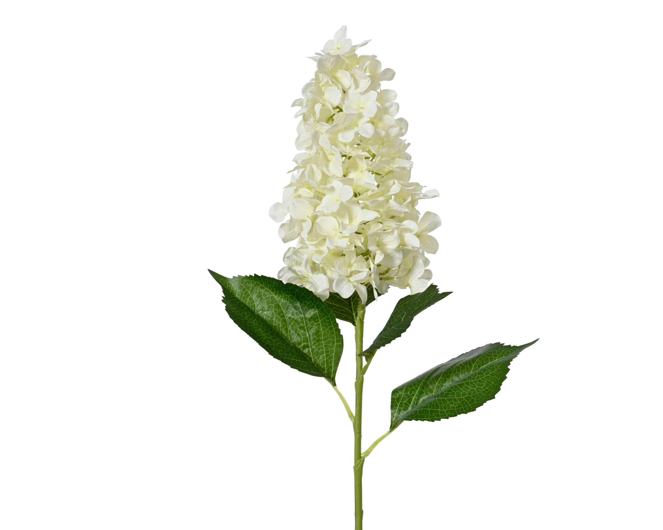 HORTENZIA - Basics (35,00/26,00/100,00cm)