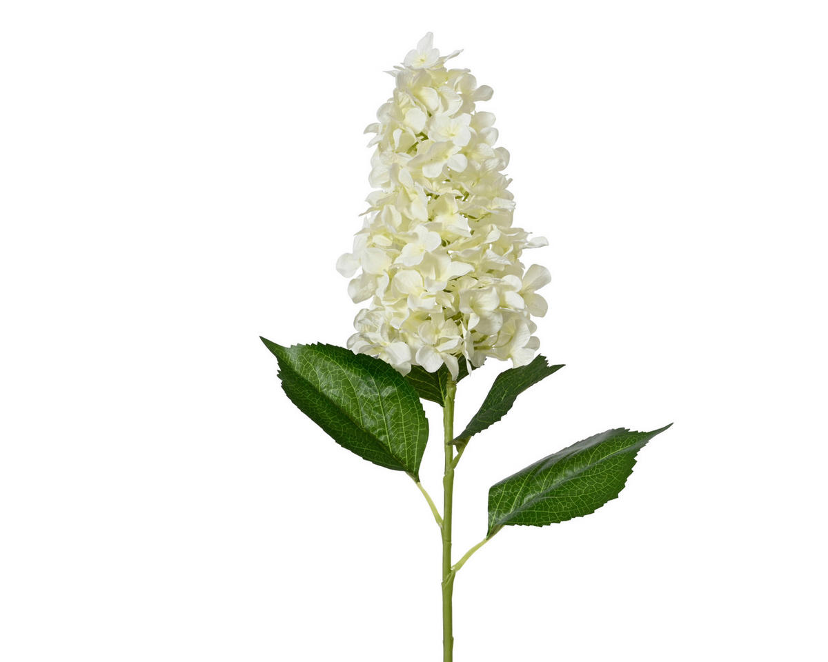 HORTENZIA - Basics (35,00/26,00/100,00cm)