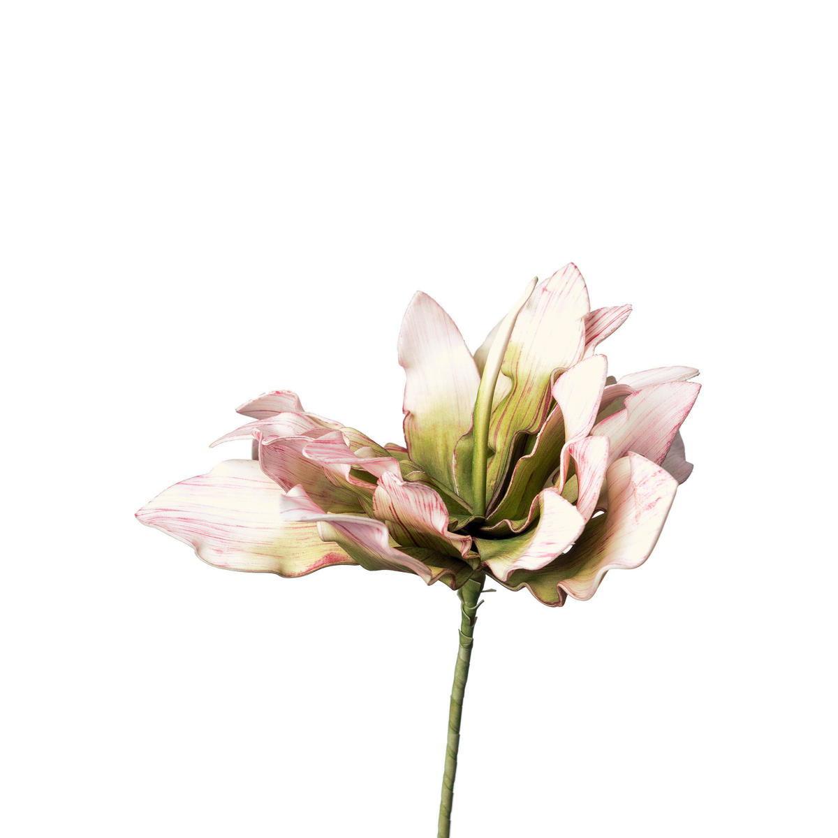 PROTEA protea 38 cm - bílá/růžová, Basics, plast (38cm)