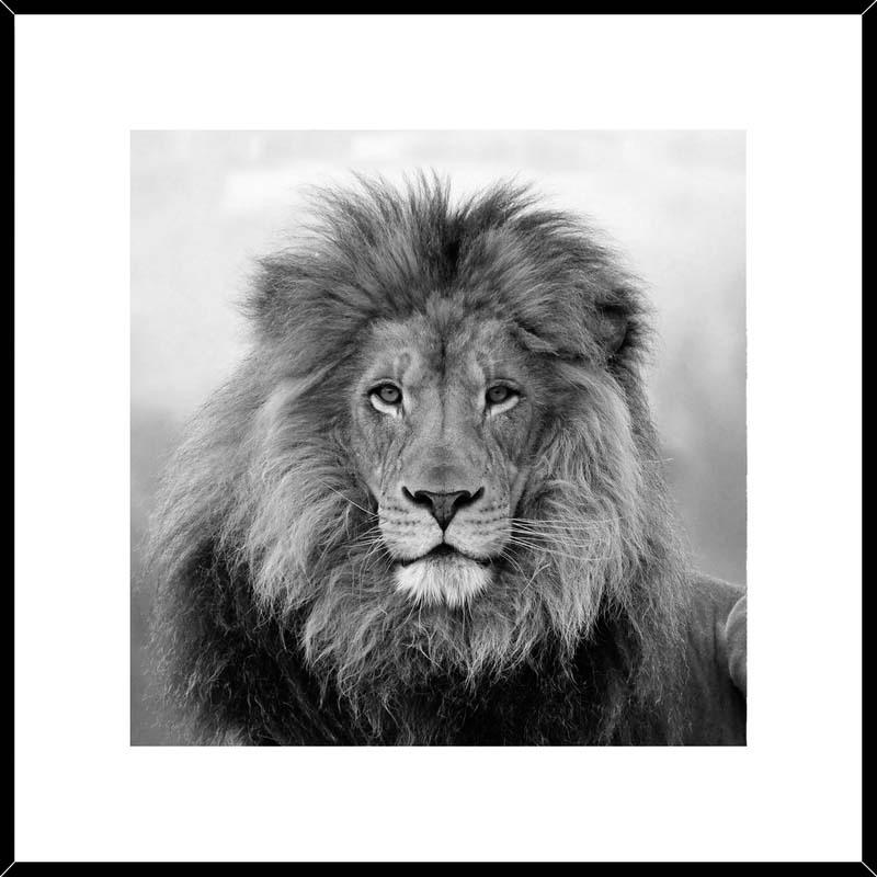 TABLOU PE STICLĂ 50/50 cm  - Basics, plastic/sticlă (50/50cm)