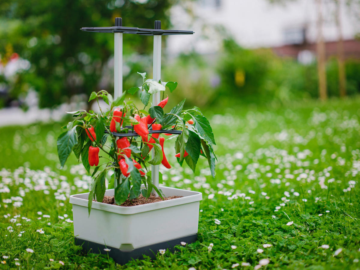 PFLANZENTOPF  CHARLY CHILI  - Hellgrau/Grau, Basics, Kunststoff (34,5/69/27,5cm) - Gusta Garden
