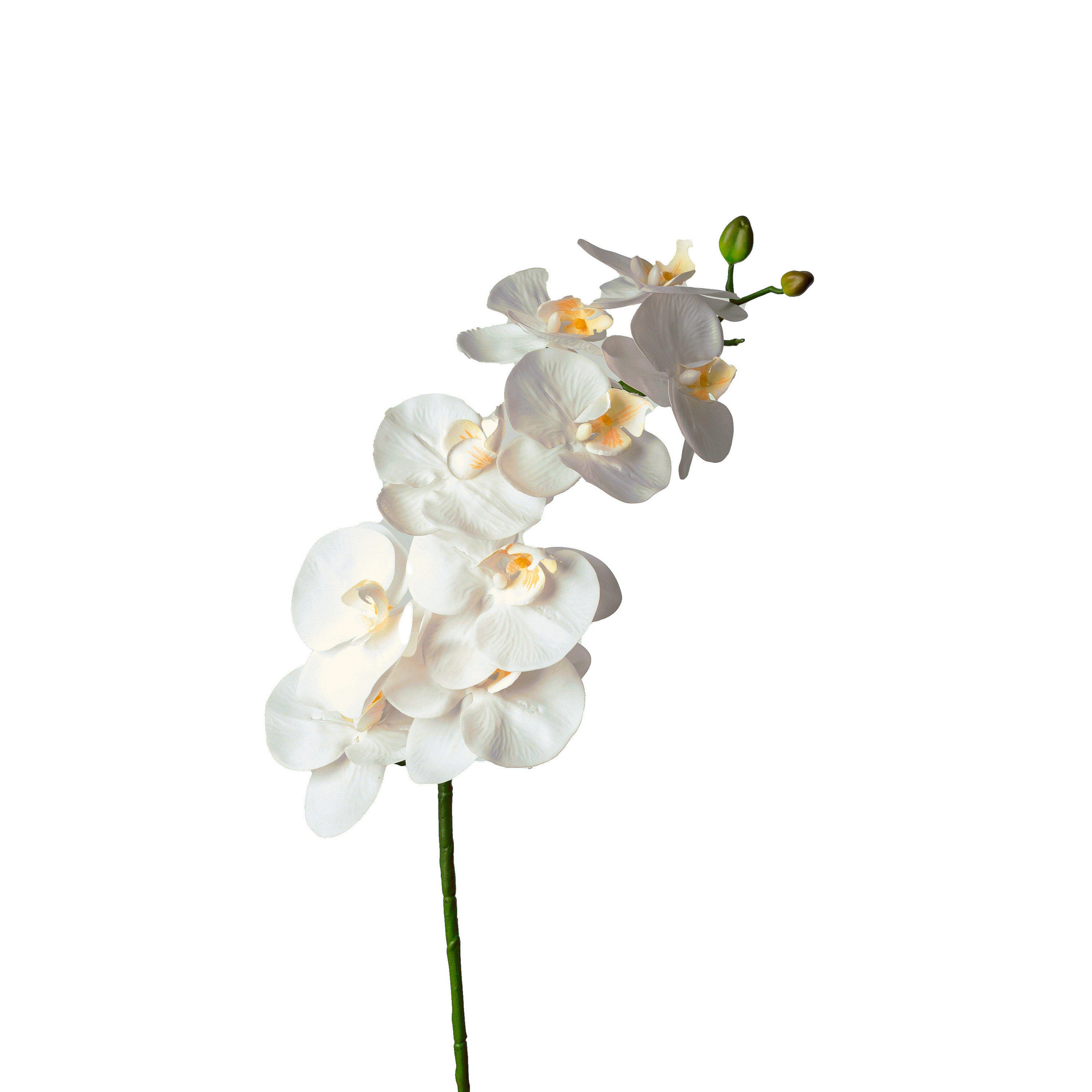 ORCHIDEE  - Weiß/Grün, Basics, Kunststoff (98cm)