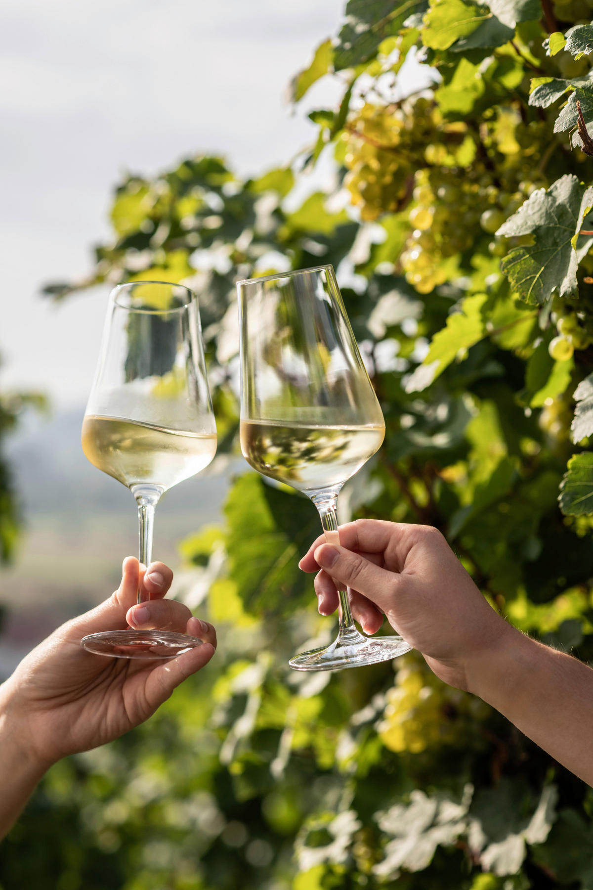 RÖDVINSGLAS 486 ml 2 delar  - transparent, Design, glas (8,8/22,8cm) - Zwiesel Glas