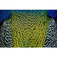 ALUMINIUMBILD 148/98 cm  - Multicolor, Design, Kunststoff/Metall (148/98cm)