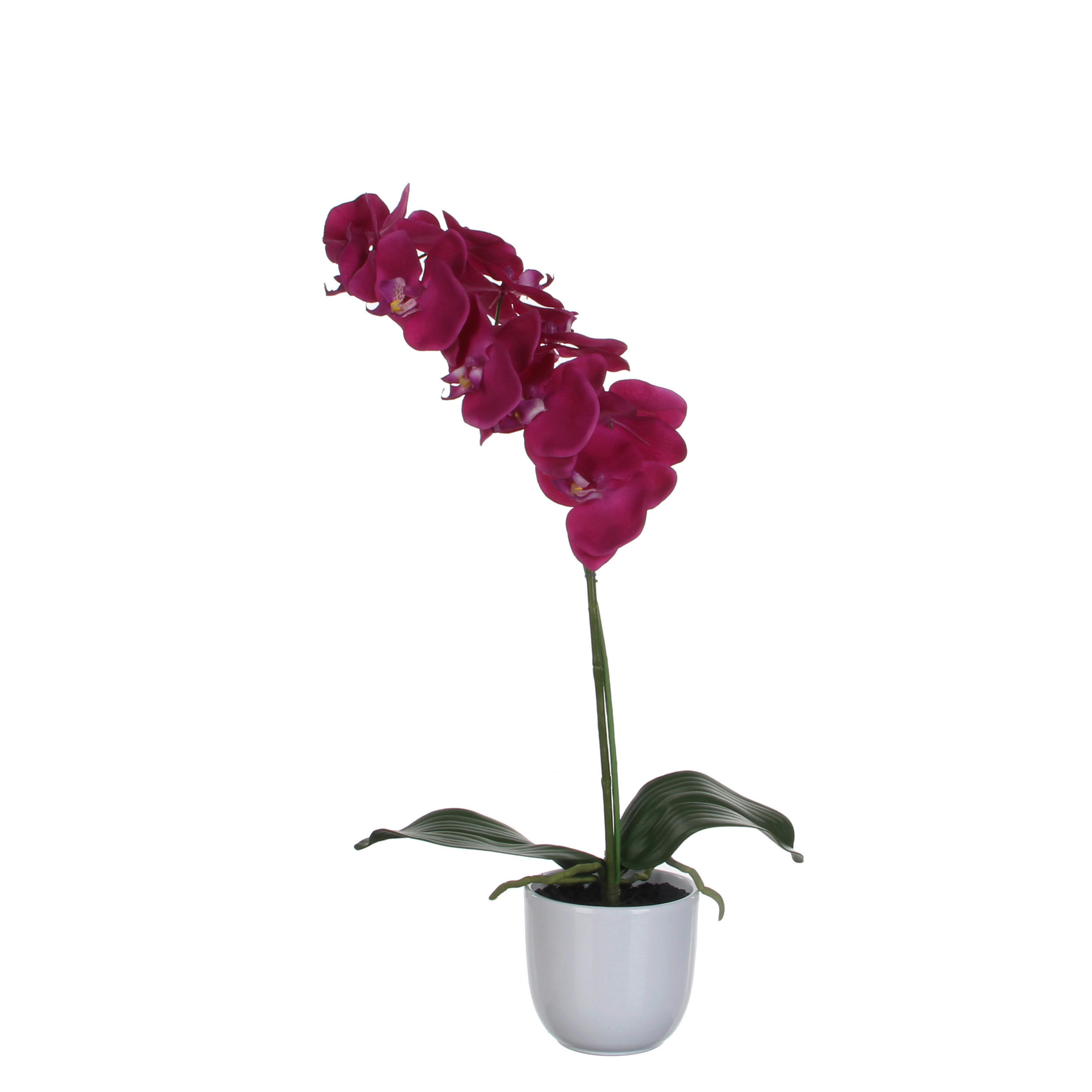 PHALAENOPSIS ORHIDEJA - lila, Osnovno, plastika (16/60cm)