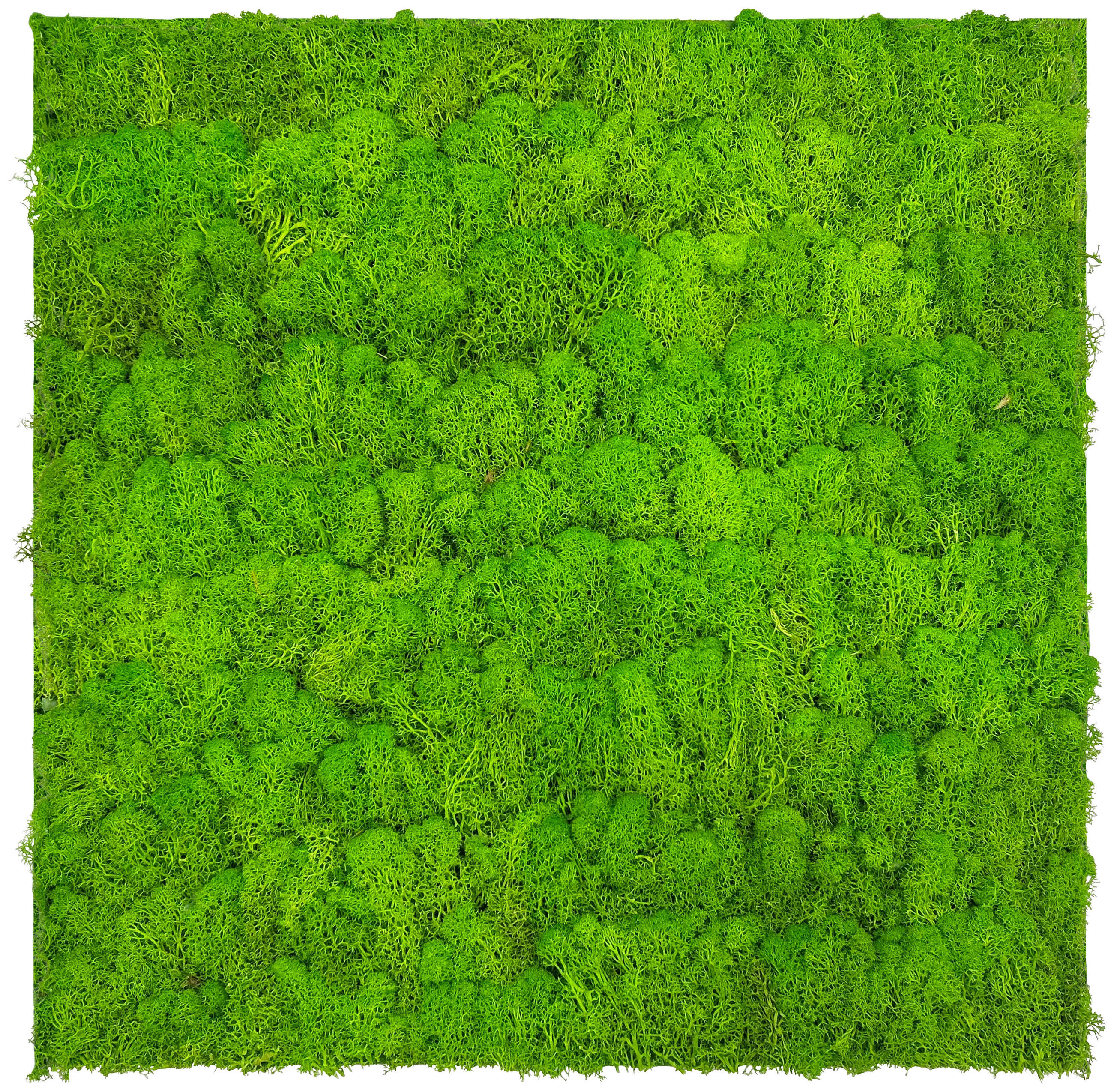 AKUSTIKPANEEL Modular Wall System Moos 52/52/4 cm  - Hellgrün, KONVENTIONELL, Naturmaterialien (52/52/4cm) - Jangal