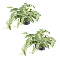 KUNSTPFLANZE 24 cm  - Creme/Schwarz, Design, Kunststoff (24cm) - P & B