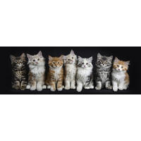 OBRAZ NA SKLE, zvířata, 33/98/1,40 cm - vícebarevná, Design, sklo (33/98/1,40cm) - Euroart