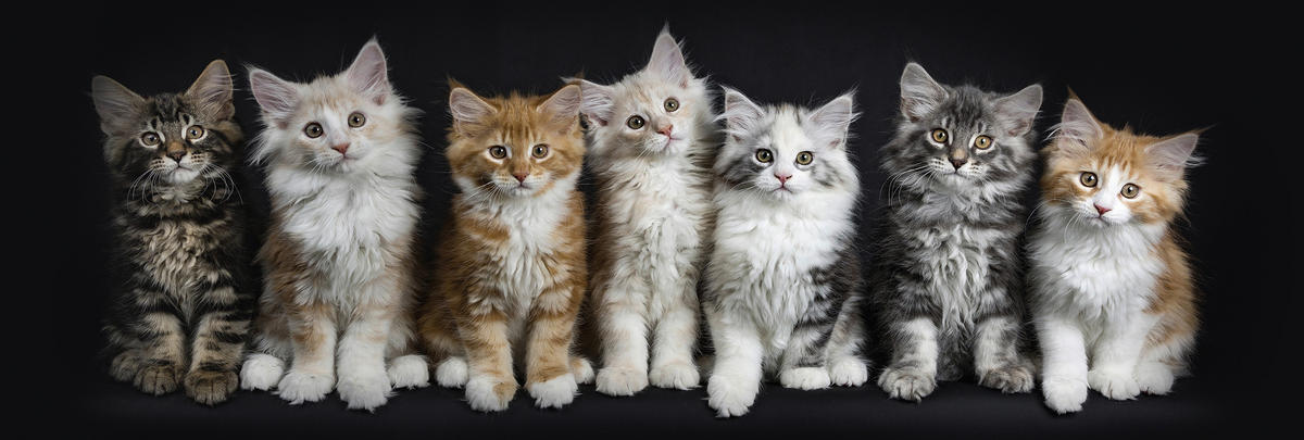 OBRAZ NA SKLE, zvířata, 33/98/1,40 cm - vícebarevná, Design, sklo (33/98/1,40cm) - Euroart