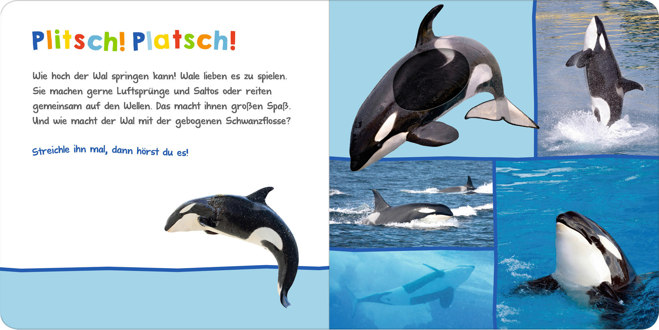 BUCH - Basics (20/20/2cm)