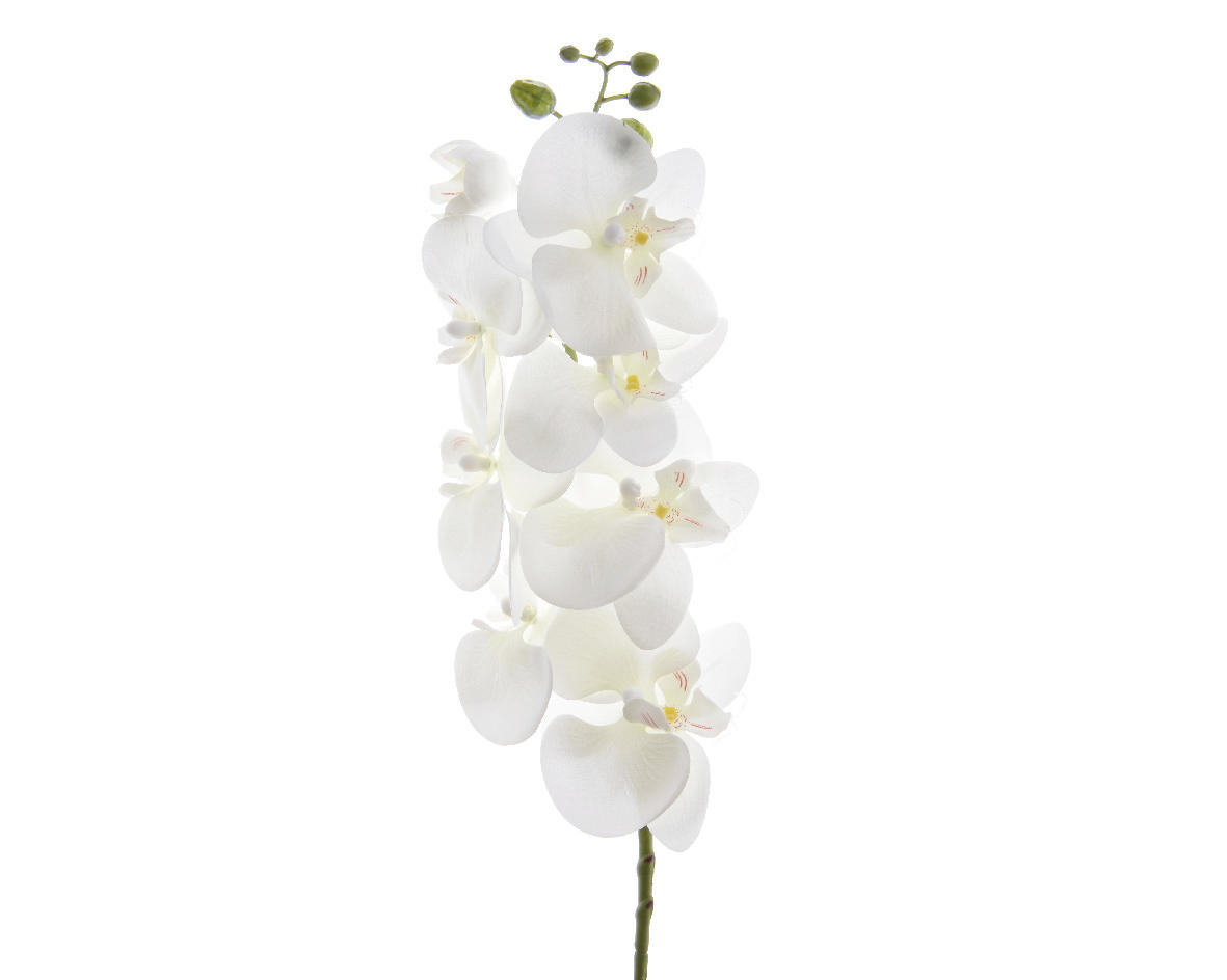 ORCHIDEA 77 cm - Basics (77cm)