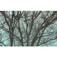 VLIESTAPETE 2,5 m  - Blau/Schwarz, Basics (400/250cm) - Xora