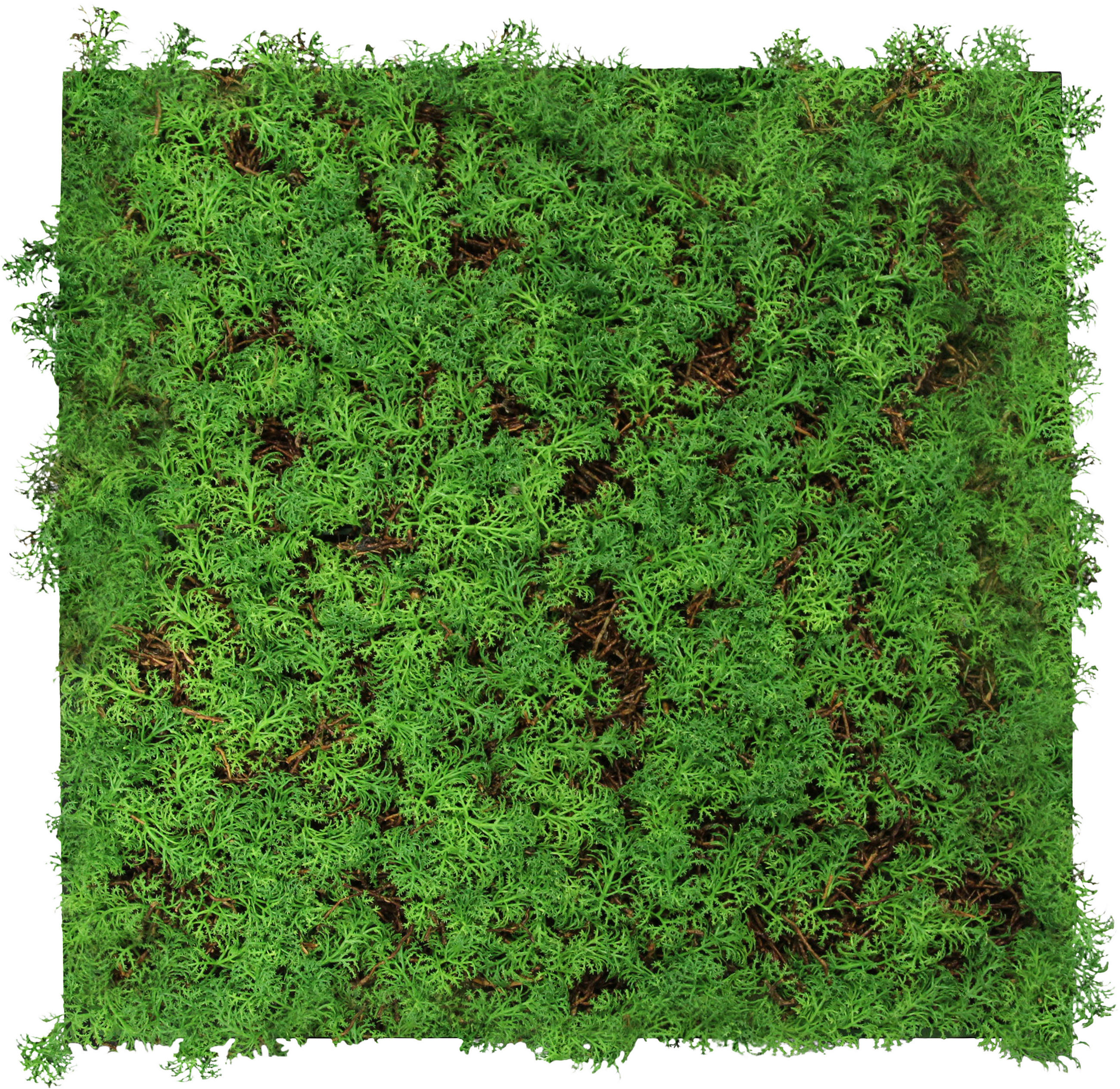 AKUSTIKPANEEL Modular Wall System Nature Design Flora Hellgrün 52/52/6 cm  - Hellgrün, KONVENTIONELL, Kunststoff (52/52/6cm) - Jangal