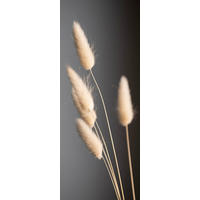 GLASBILD Pflanzen  - Anthrazit/Naturfarben, Natur, Glas (30/80/1,40cm) - Euroart