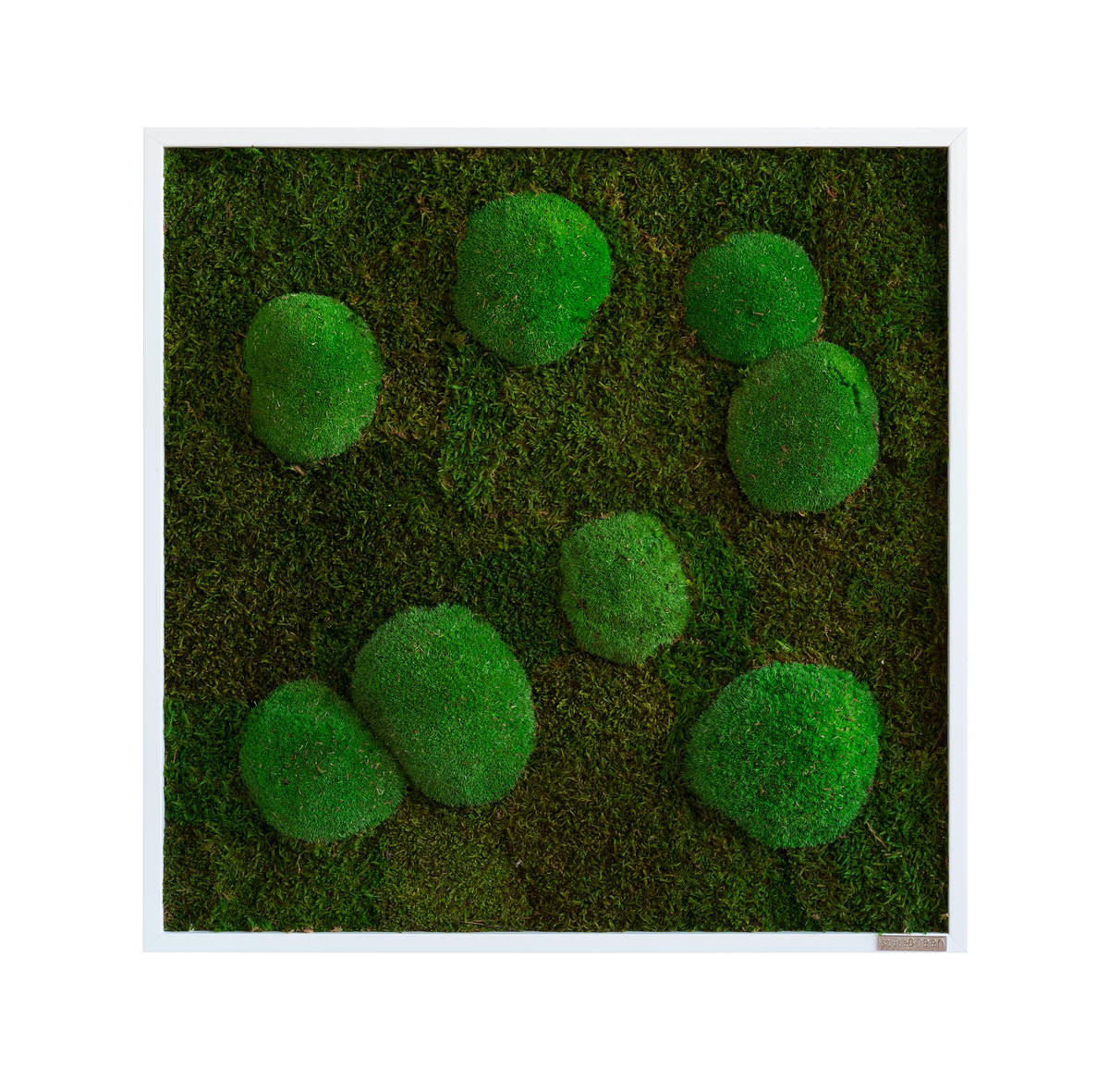 MOOSBILD Stylegreen  - Weiß/Grün, Basics, Naturmaterialien/Holz (55/55/7cm)