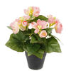 BEGONIENBUSCH  - Rosa, Basics (25cm)