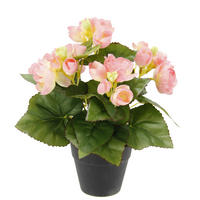 BEGONIENBUSCH  - Rosa, Basics (25cm)