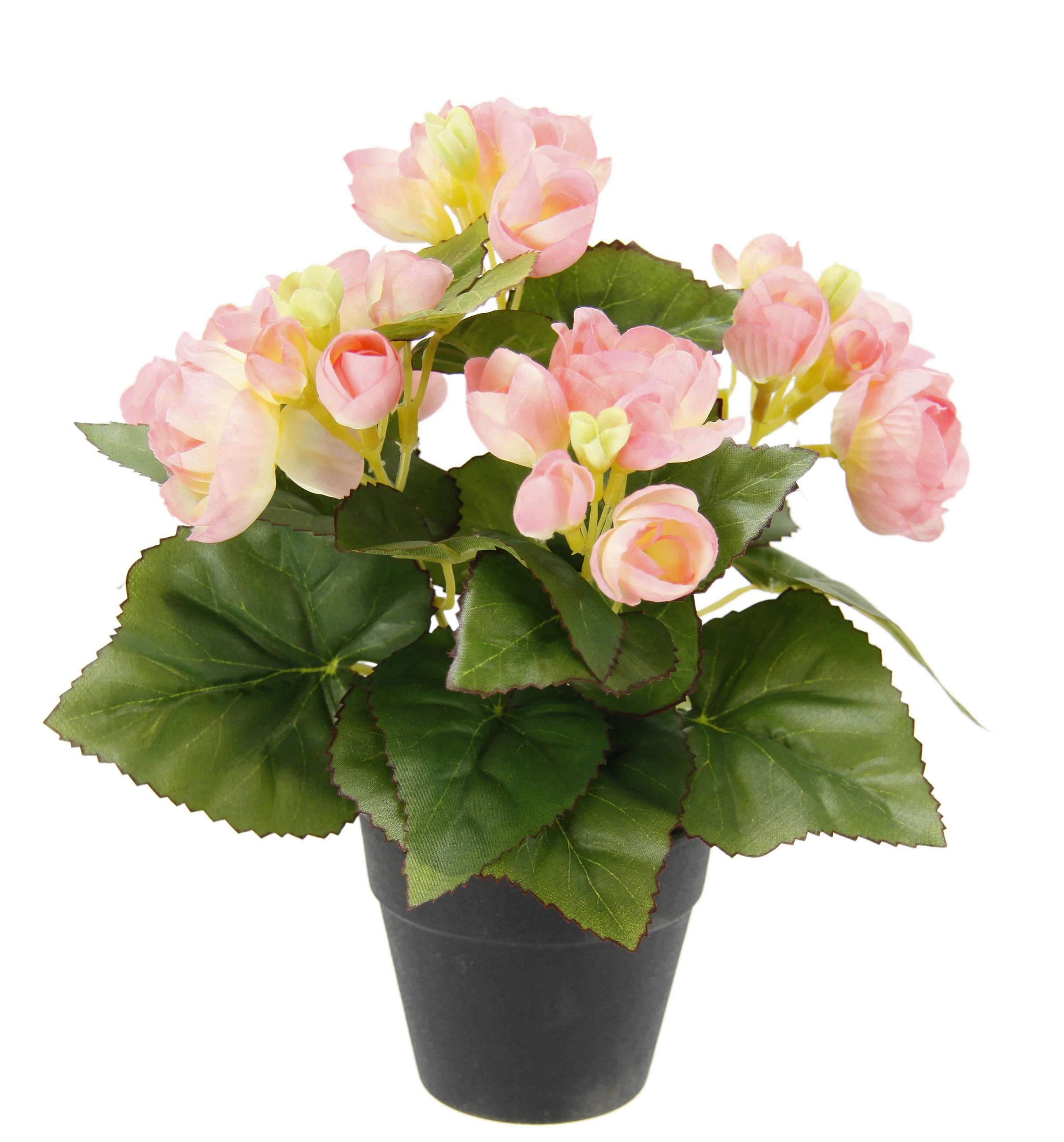 XXXLutz Begonienbusch Rosa 25 cm