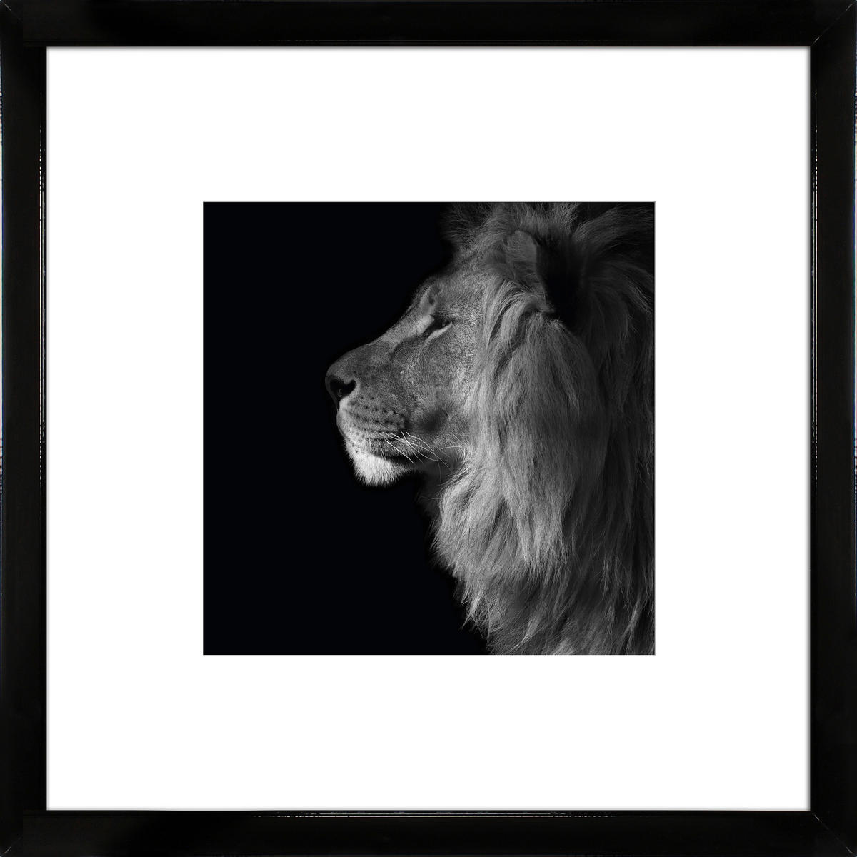 KUNSTDRUCK Tiere 55/55/1,5 cm  - Schwarz Hochglanz/Schwarz, Basics, Holz (55/55/1,5cm)