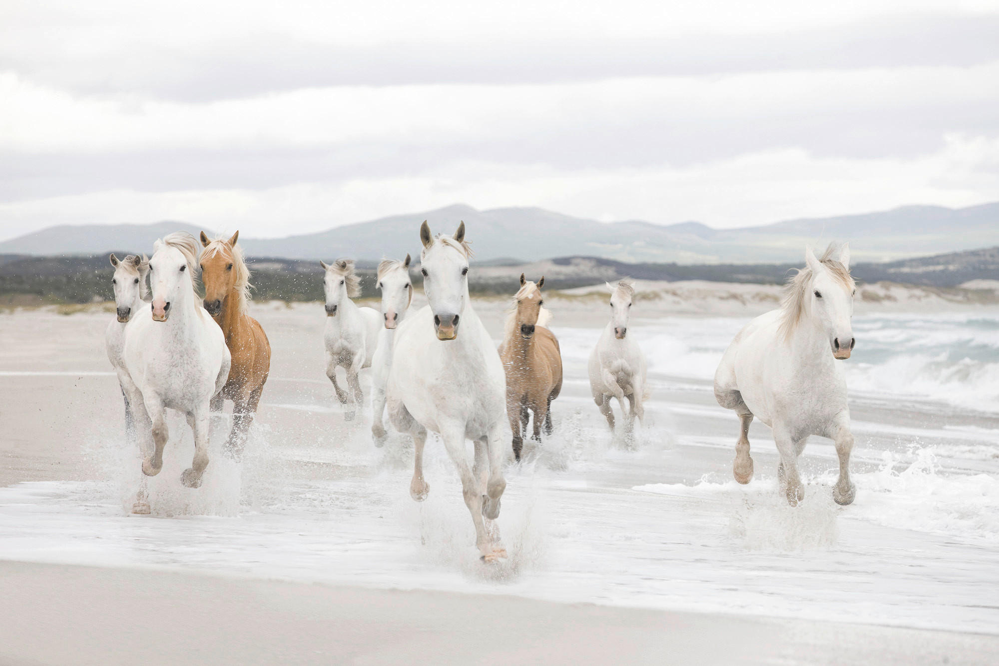 Komar Fototapete White Horses Weiß, Hellbraun 368x254 cm