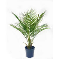 MŰNÖVÉNY - zöld, Basics, műanyag