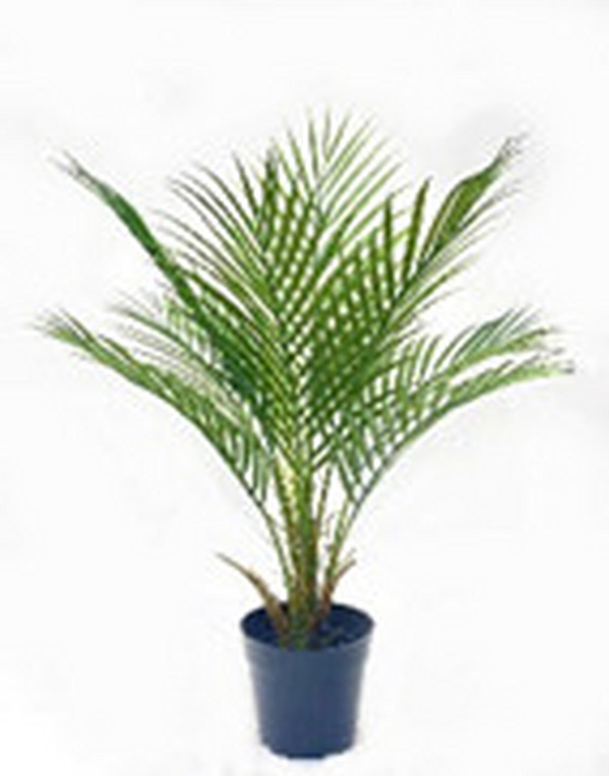 MŰNÖVÉNY - zöld, Basics, műanyag