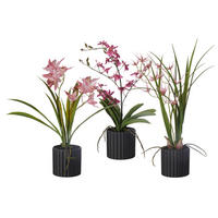 ORHIDEJA - roza/črna, Basics, umetna masa/tekstil (45-55cm)