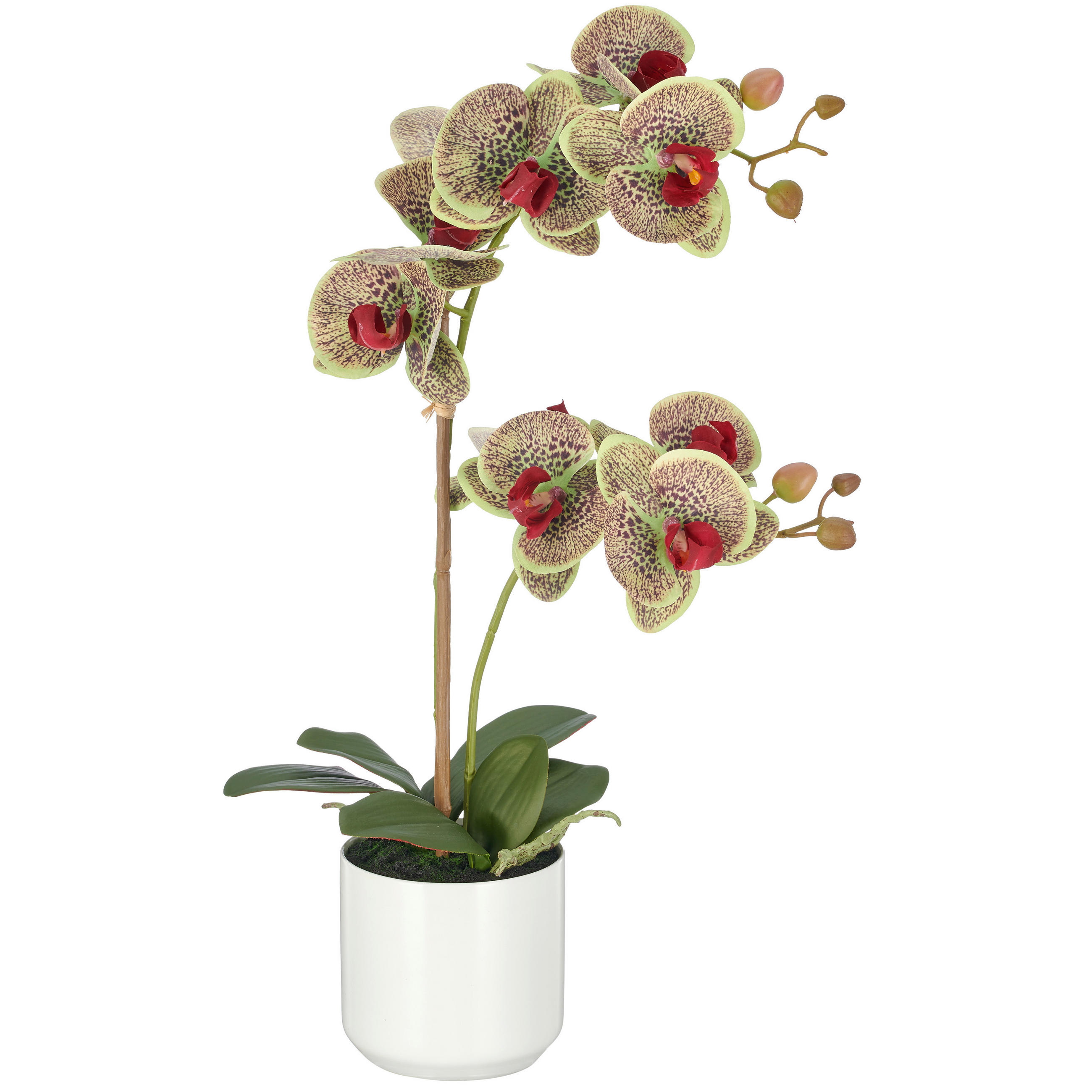 KUNSTBLUME Orchidee  - Weiß/Grün, Basics, Keramik/Kunststoff (58cm)